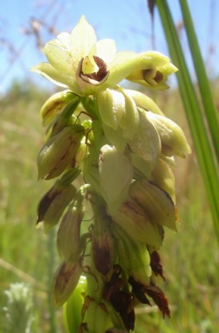Orthochilus